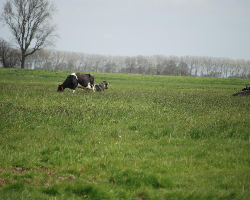 Koeien in de wei 2.JPG